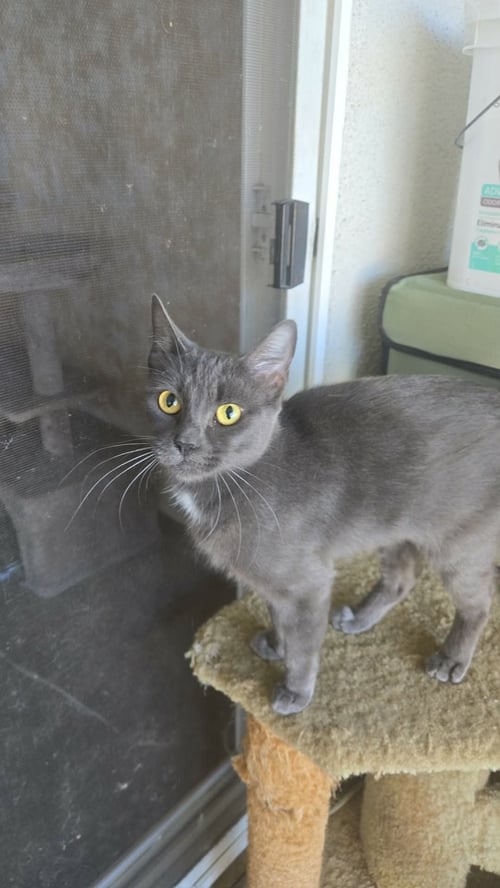 KIKI KITTY - Russian Blue / Domestic Short Hair available for adoption