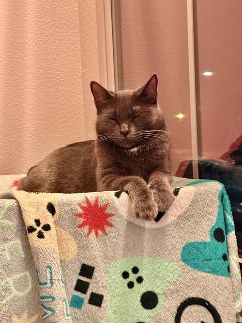 KIKI KITTY - Russian Blue / Domestic Short Hair available for adoption