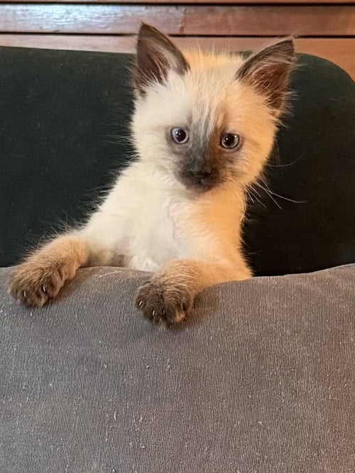BEN AND JERRY - Siamese / Ragdoll available for adoption