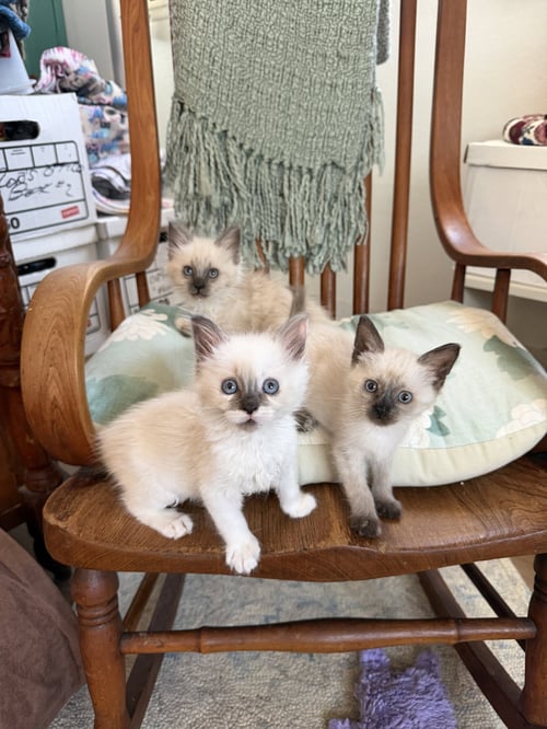 BEN AND JERRY - Siamese / Ragdoll available for adoption