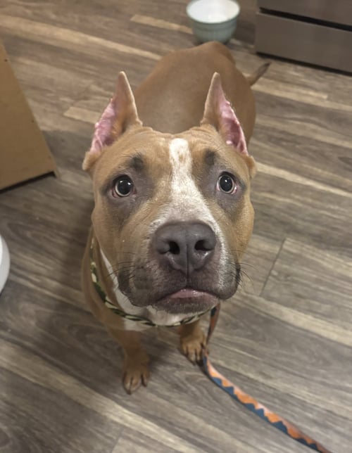 BLEU - Pit Bull Terrier available for adoption