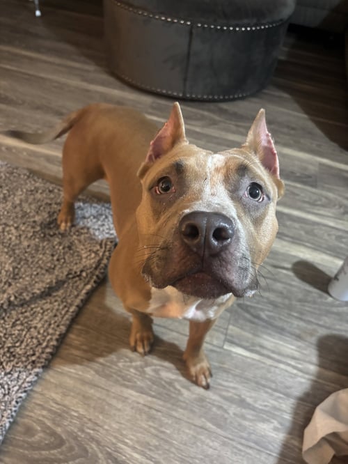 BLEU - Pit Bull Terrier available for adoption