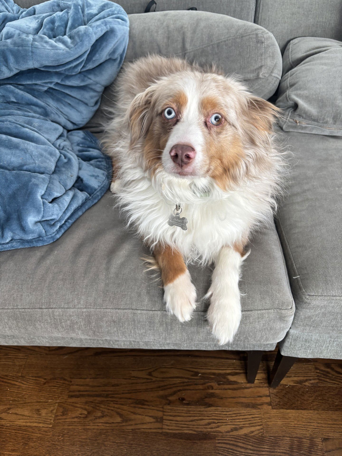 JIMMY - Australian Shepherd available for adoption