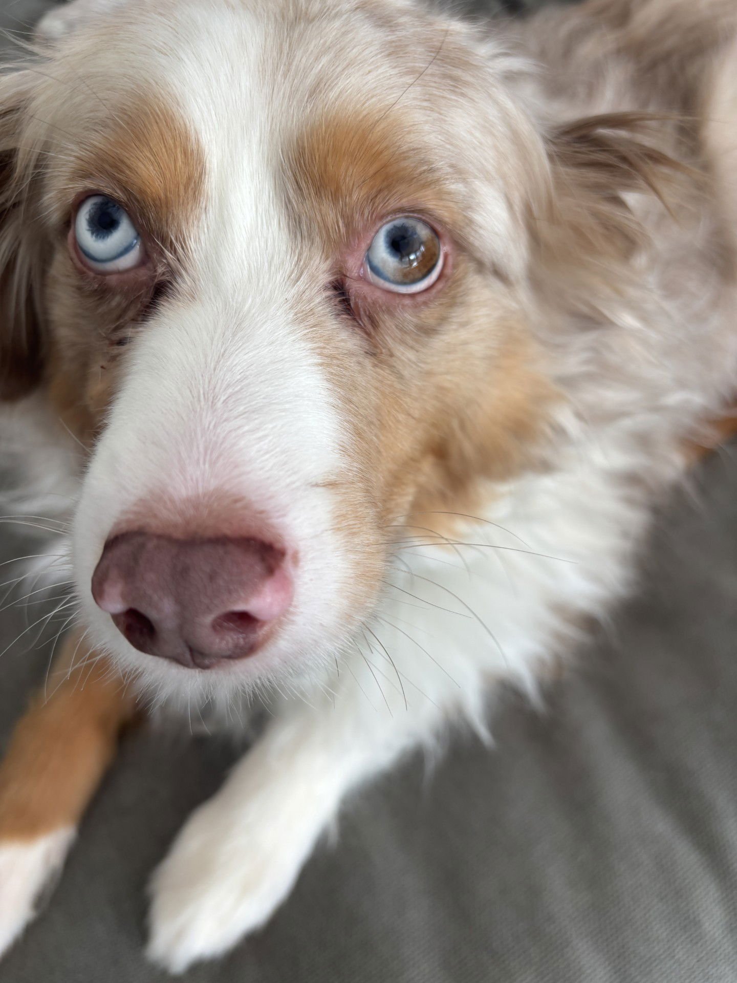 JIMMY - Australian Shepherd available for adoption