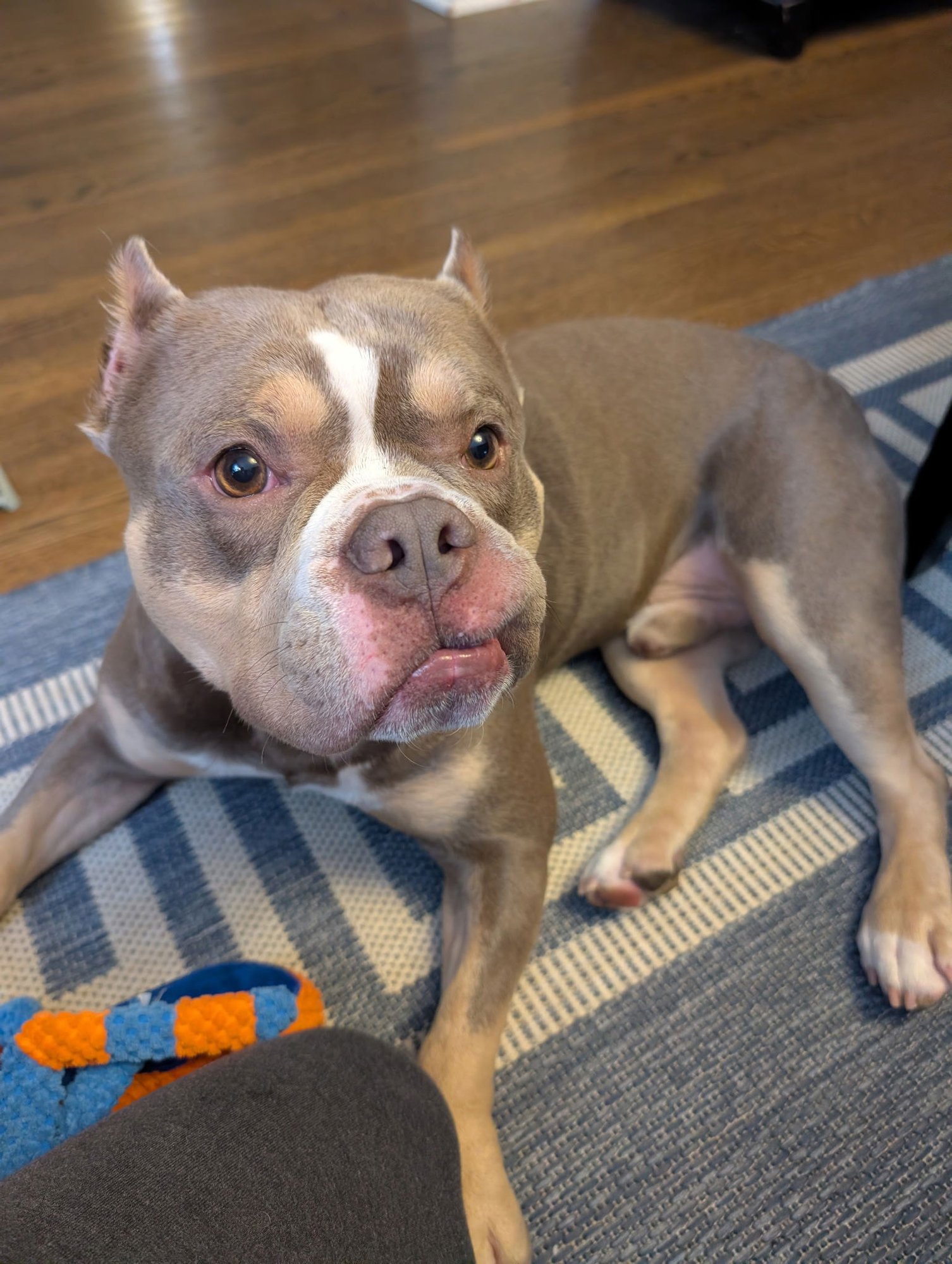 OZZY - American Bulldog / French Bulldog available for adoption
