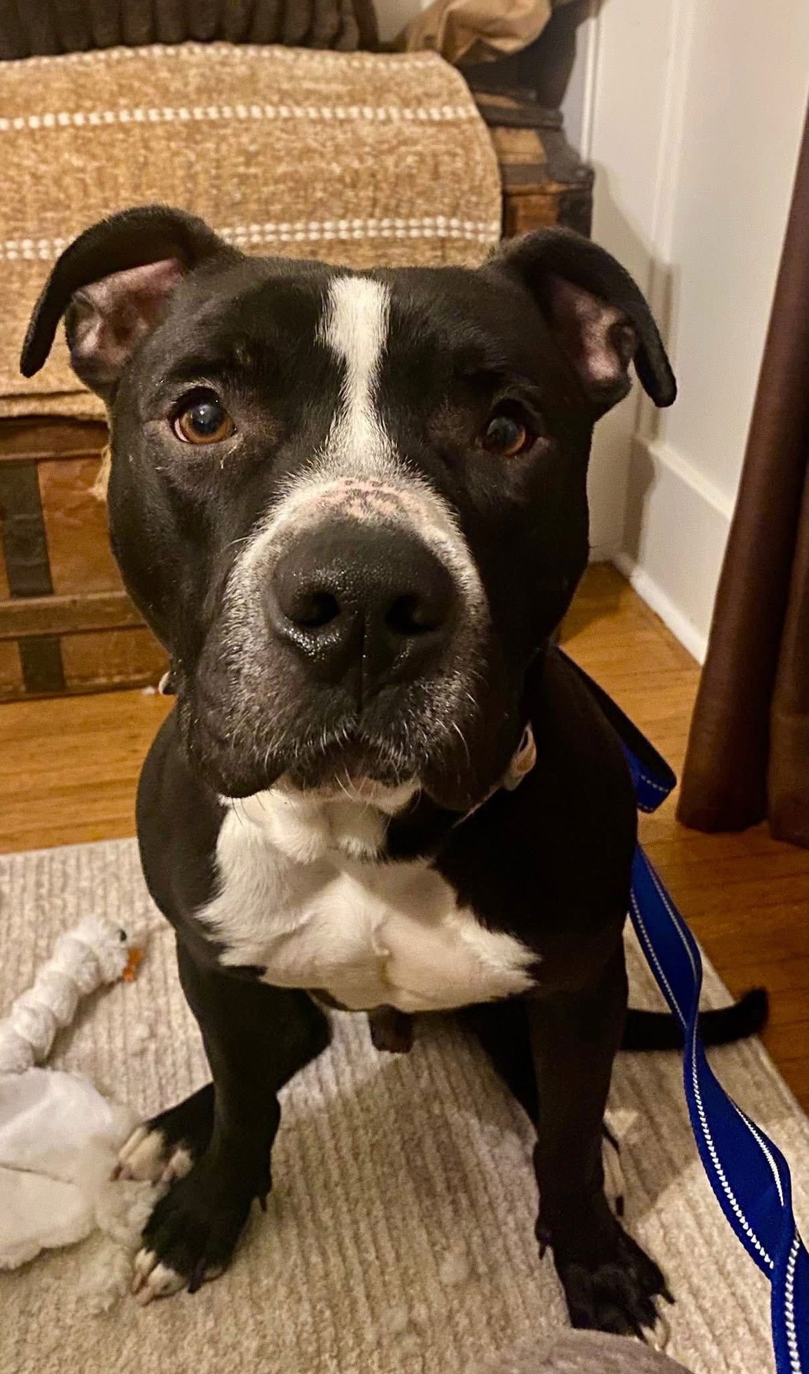 ZEBO - American Pit Bull Terrier available for adoption