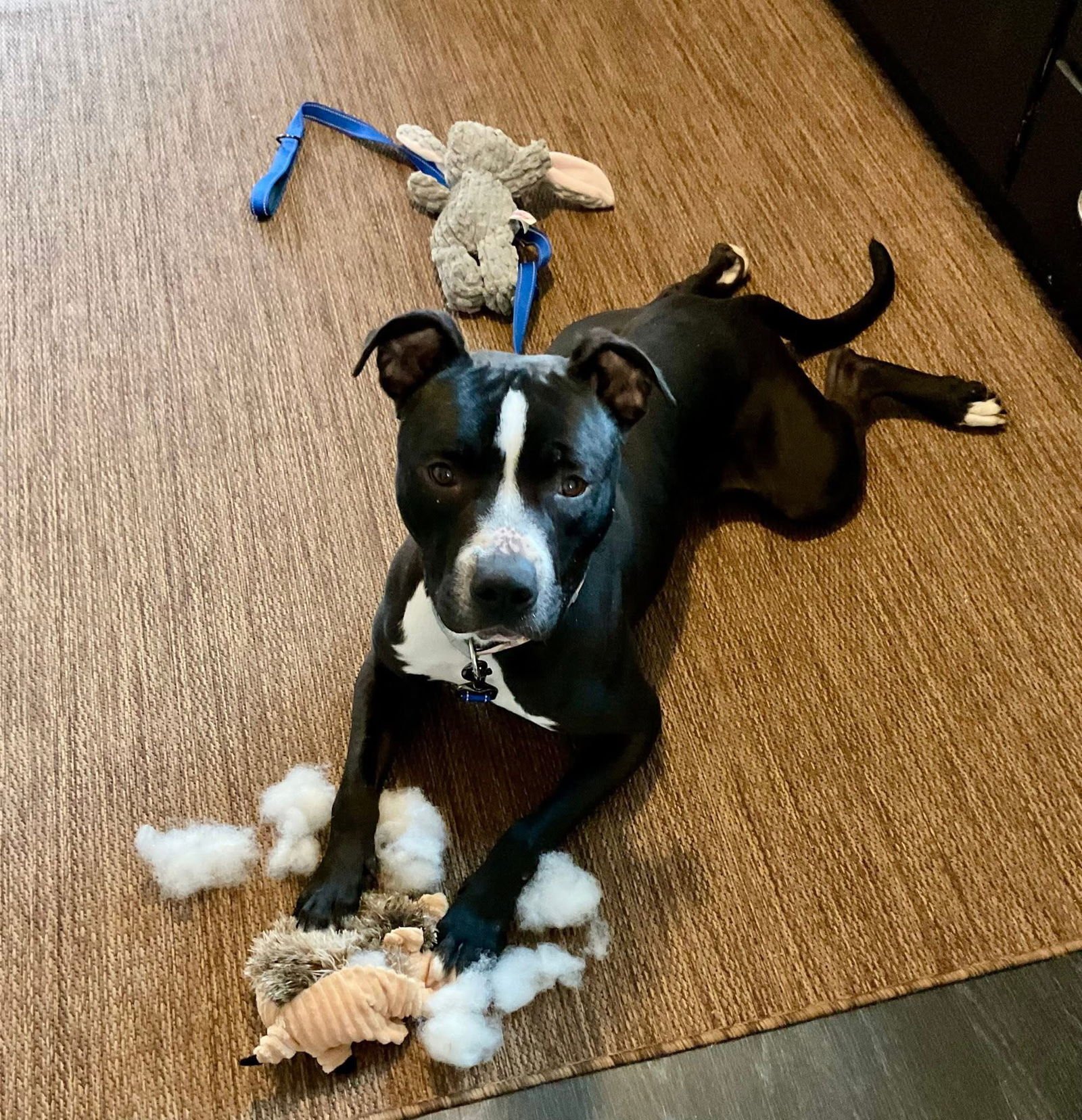 ZEBO - American Pit Bull Terrier available for adoption