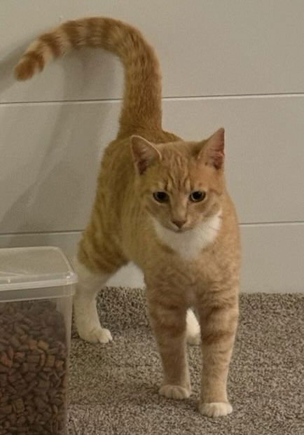 LOONA - Domestic Short Hair available for adoption