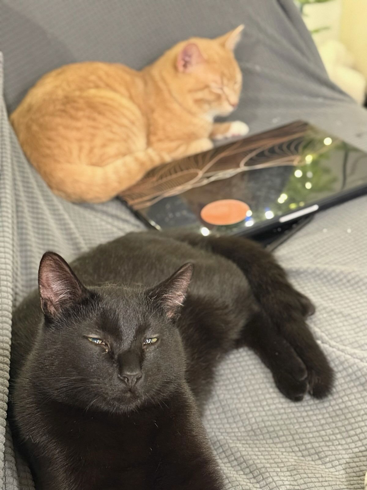 LOONA - Domestic Short Hair available for adoption