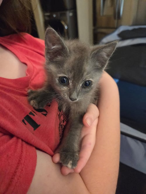 RUFFLES - Tortoiseshell / Domestic Short Hair available for adoption