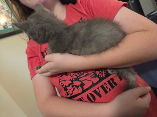 RUFFLES - Tortoiseshell / Domestic Short Hair available for adoption