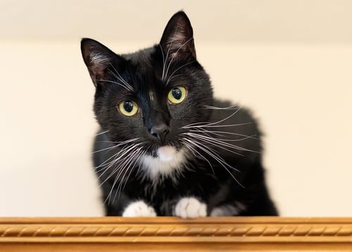 LIL DUNKIN - Domestic Short Hair available for adoption