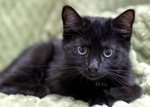 CHANCE - Domestic Medium Hair available for adoption