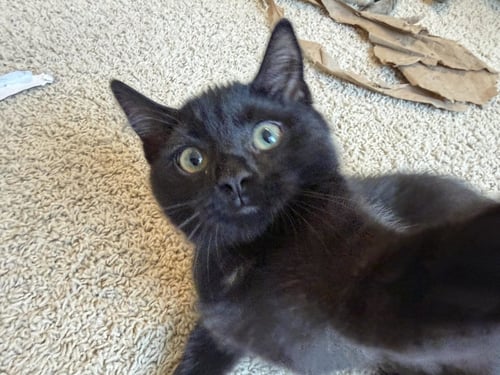 CHANCE - Domestic Medium Hair available for adoption