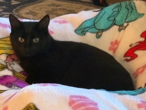 MARIPOSA - Domestic Short Hair available for adoption