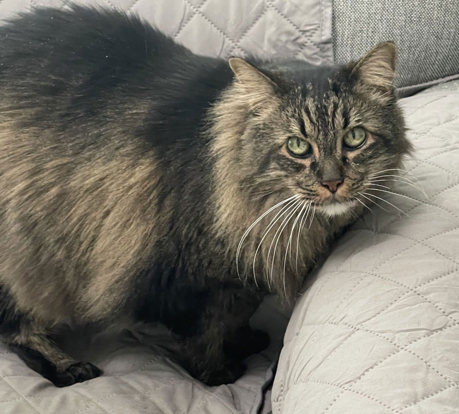 ROCKY - Maine Coon / Tabby available for adoption