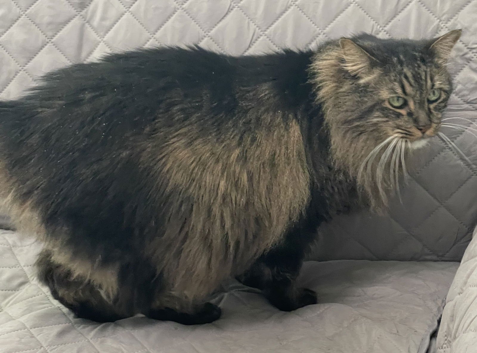 ROCKY - Maine Coon / Tabby available for adoption