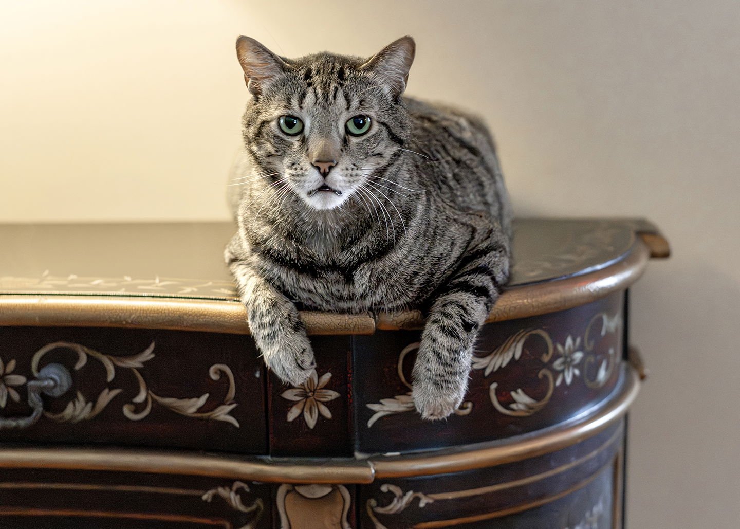 MOZZY - Tabby / Domestic Short Hair available for adoption