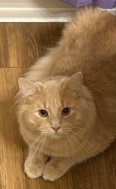 FERRIS BEULLER - Domestic Medium Hair / Tabby available for adoption
