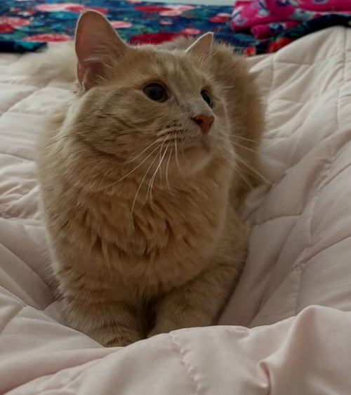 FERRIS BEULLER - Domestic Medium Hair / Tabby available for adoption