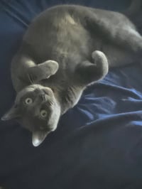 Cocoa Bonbon - Photo 2