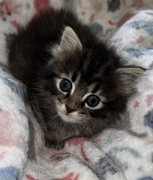 CURRY - Tabby / Domestic Short Hair available for adoption