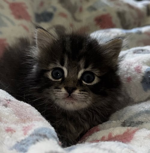 CURRY - Tabby / Domestic Short Hair available for adoption