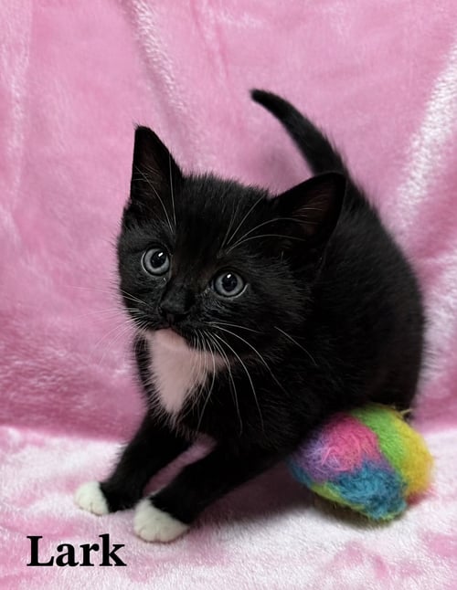 LARK - Tuxedo / Domestic Short Hair available for adoption