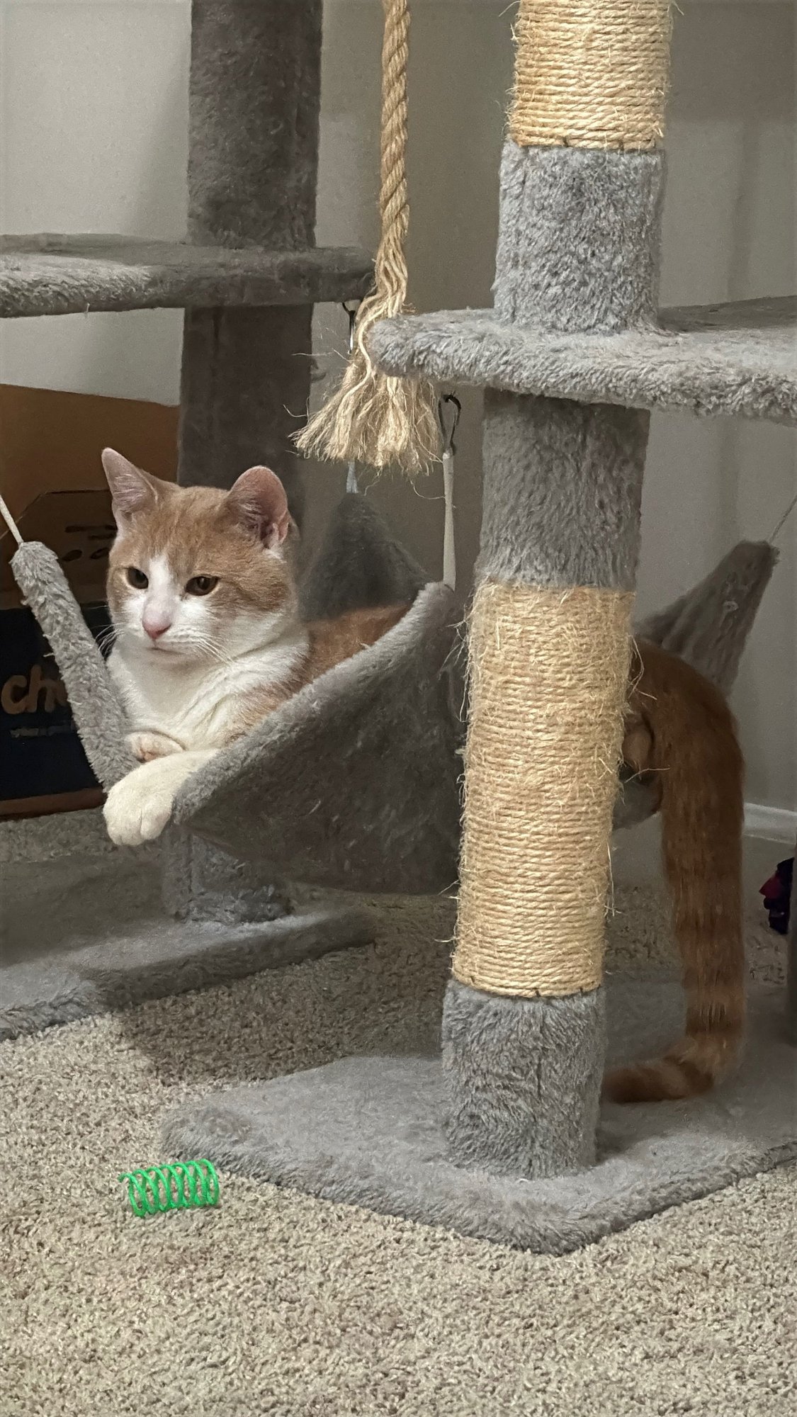 FABIEN - Domestic Short Hair available for adoption