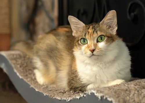 NOUGA - Maine Coon / Calico available for adoption