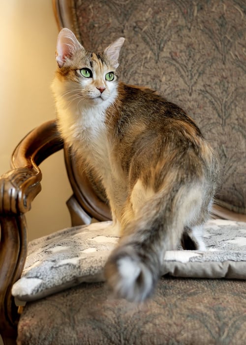 NOUGA - Maine Coon / Calico available for adoption