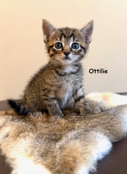 OTTILIE - Tabby / Domestic Short Hair available for adoption