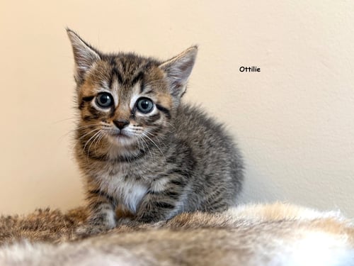 OTTILIE - Tabby / Domestic Short Hair available for adoption