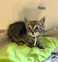 Rolo - Photo 1