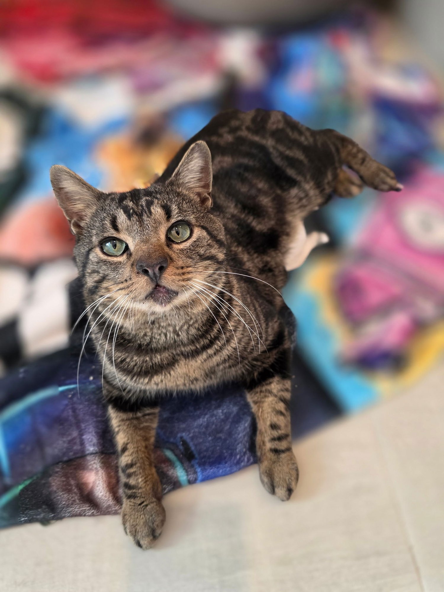 LEVI - Tabby / Domestic Short Hair available for adoption