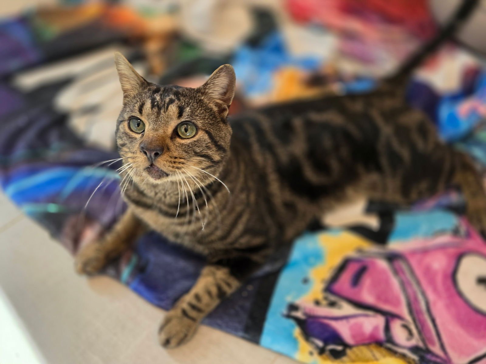 LEVI - Tabby / Domestic Short Hair available for adoption