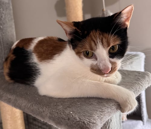 DAISY HOWELL - Calico / Domestic Short Hair available for adoption