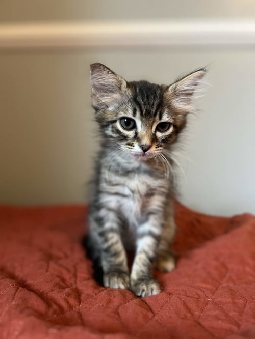 CHER - Domestic Medium Hair / Tabby available for adoption