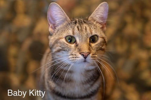 BABY KITTY - Tabby available for adoption