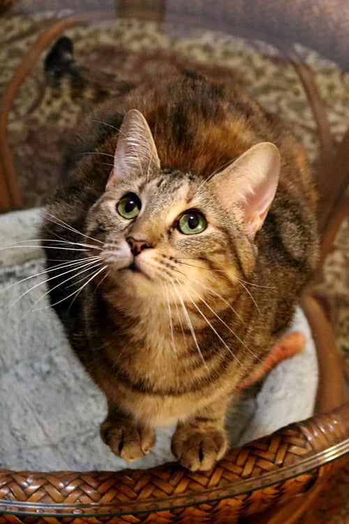 BABY KITTY - Tabby available for adoption