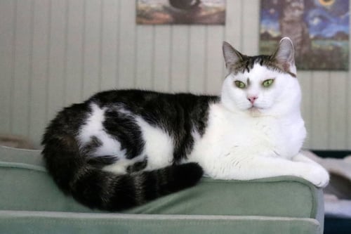 VANILLA - Domestic Short Hair / Tabby for adoption in Sandy Springs