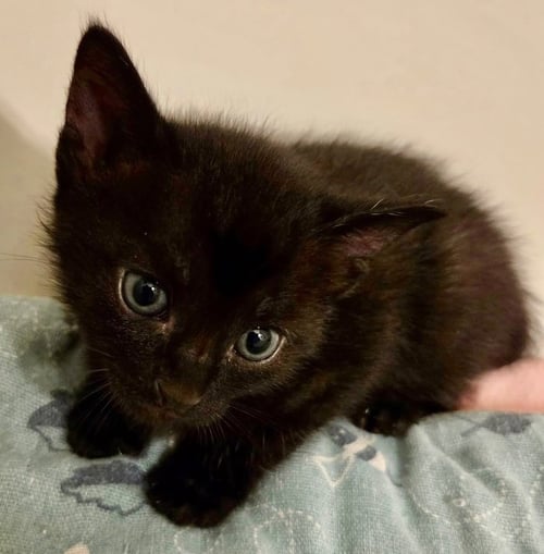 KILLIAN - Domestic Short Hair available for adoption