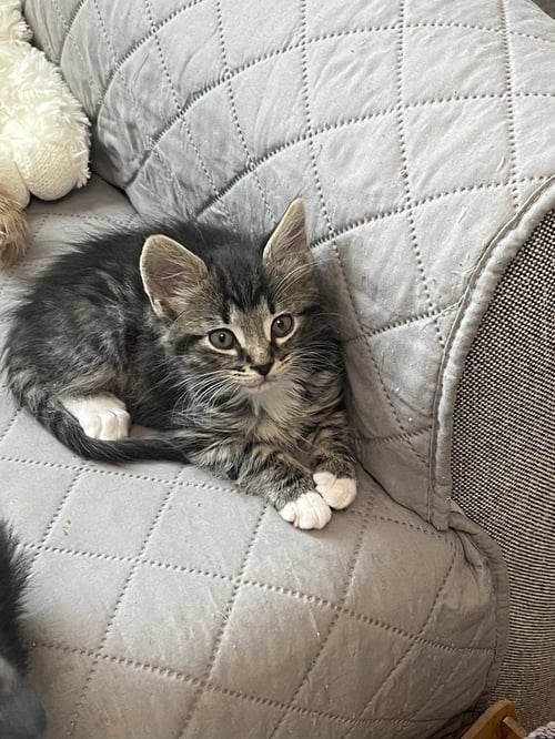 TRIFLE - Domestic Medium Hair / Tabby available for adoption