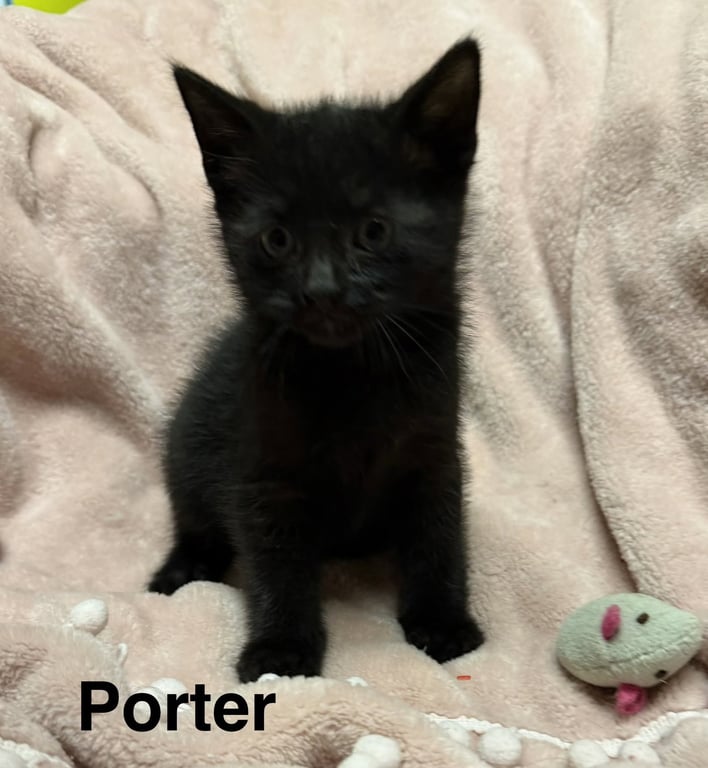 Porter Image