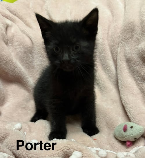 PORTER - Domestic Short Hair available for adoption