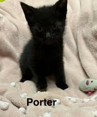 Porter - Photo 2
