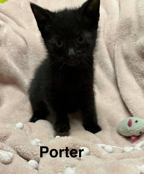 PORTER - Domestic Short Hair available for adoption