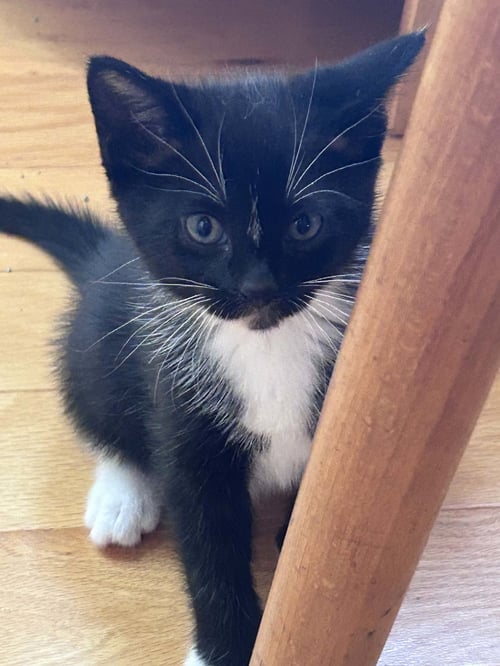 CASH - Domestic Short Hair available for adoption