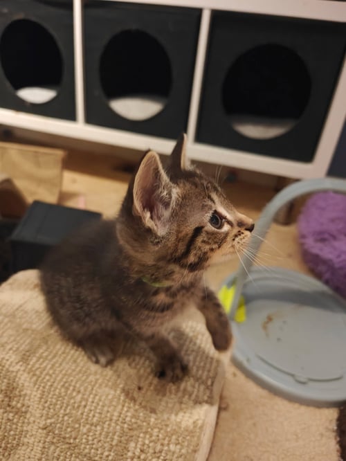 ELIF - Tabby / Domestic Short Hair available for adoption