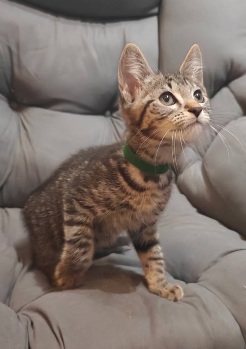 ELIF - Tabby / Domestic Short Hair available for adoption